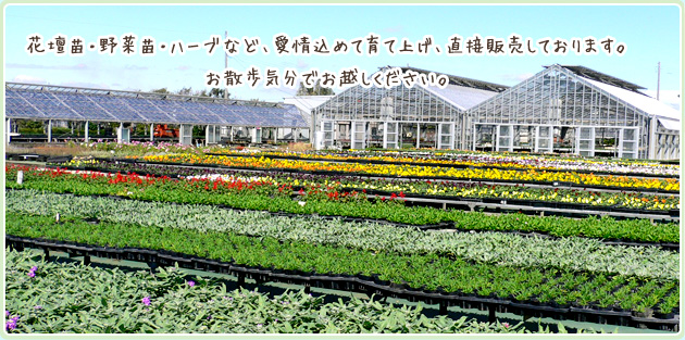 花壇苗・野菜苗・ハーブなど、常時３００種、愛情込めて育て上げ、直接販売しております。
お散歩気分でお越しください。