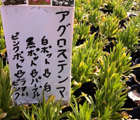 アグロステンマ